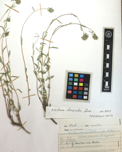 clinopodioides