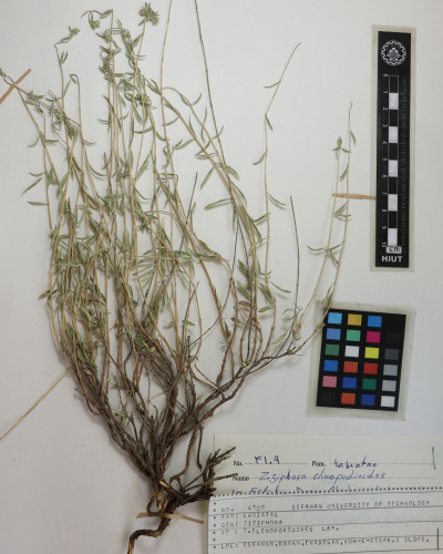 clinopodioides