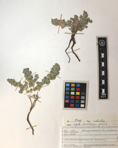 prostrata