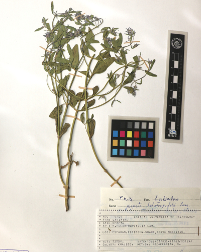 heliotropifolia