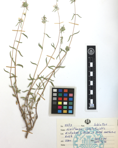 clinopodioides