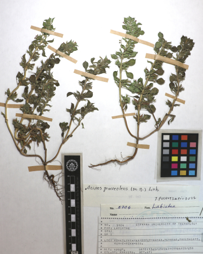 Clinopodium