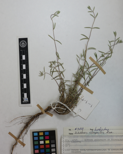 clinopodioides