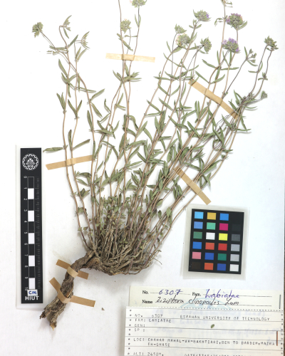 clinopodioides