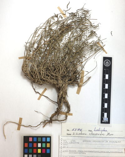 clinopodioides
