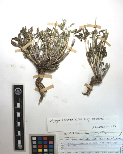 chamaecistus