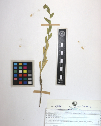 sys: Lepidium draba