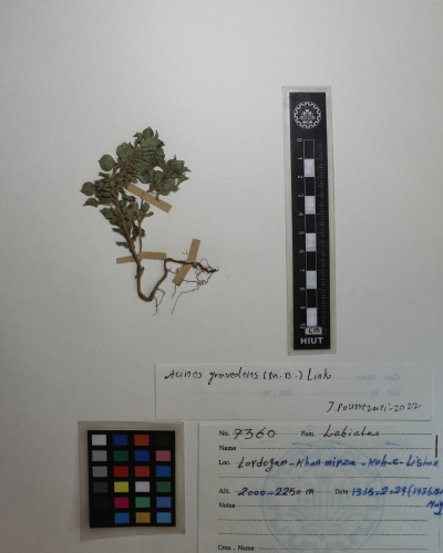 Clinopodium