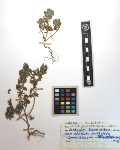 Clinopodium