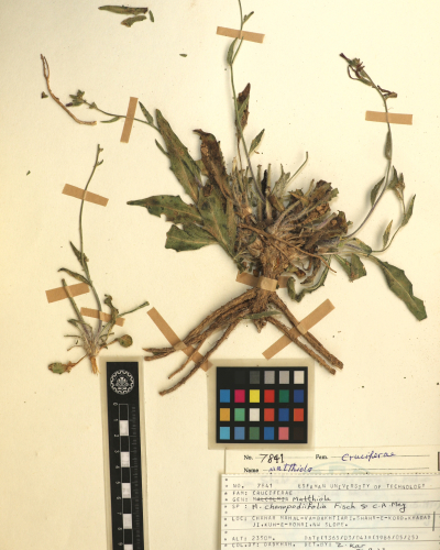 chenopodiifolia