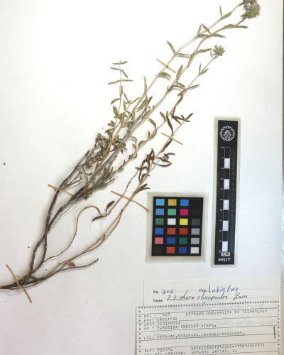 clinopodioides