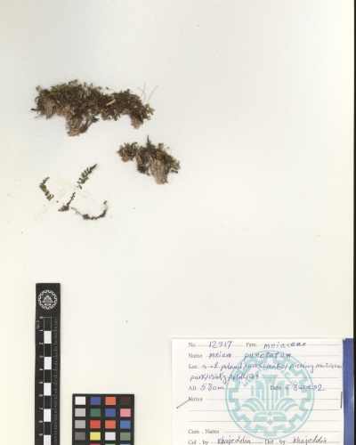 punctatum