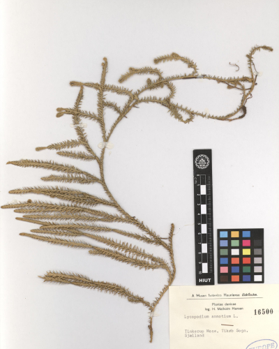 annotinum