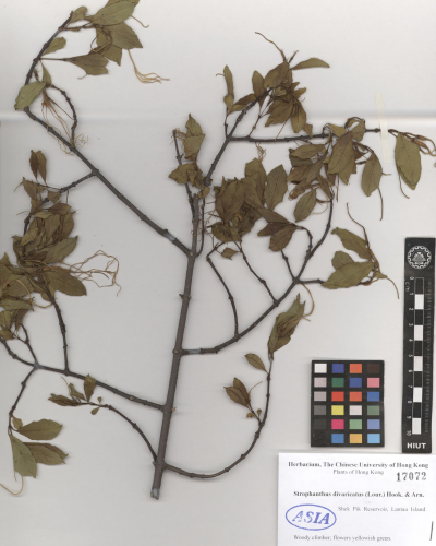 Strophanthus