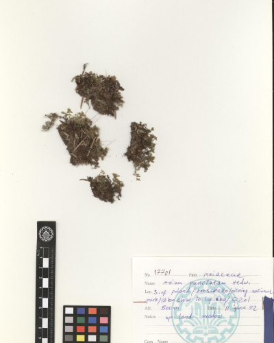 punctatum