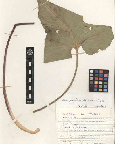 giganteum 
