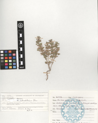 Acinos graveolens (M.B.) Link.