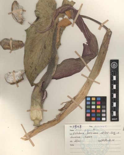 giganteum