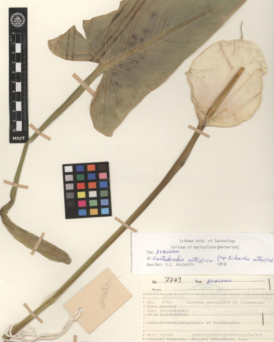 zantedeschia