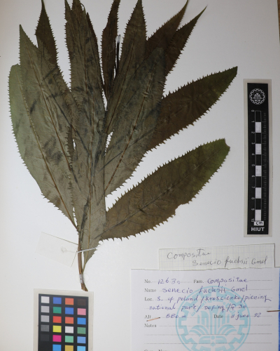  senecio fuchsii