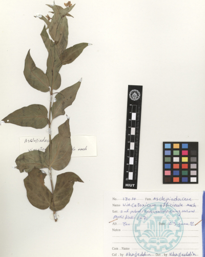 officinale