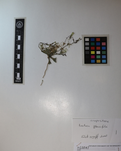 Lactuca glauciifolia