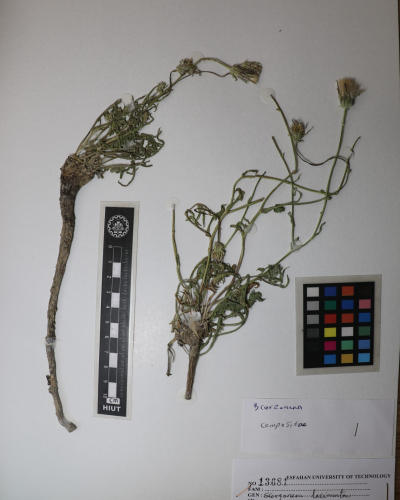 Scorzonera laciniata