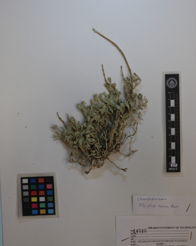 verrucifera