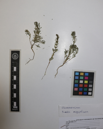 Suaeda aegyptiaca