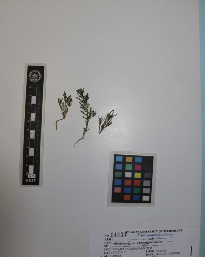 Suaeda aegyptiaca