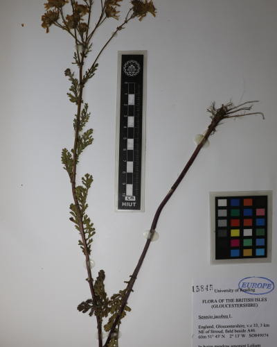 Senecio jacobaea