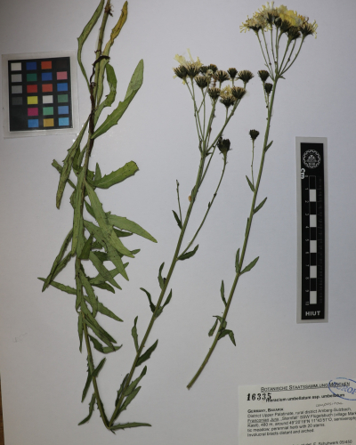 Hieracium umbellatum