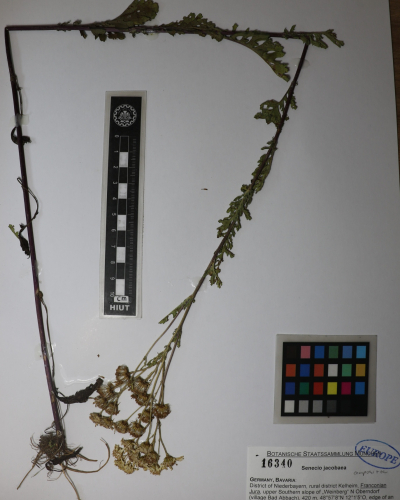 Senecio jacobaea