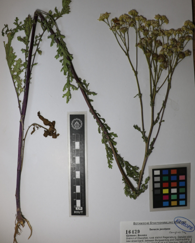 Senecio jacobaea