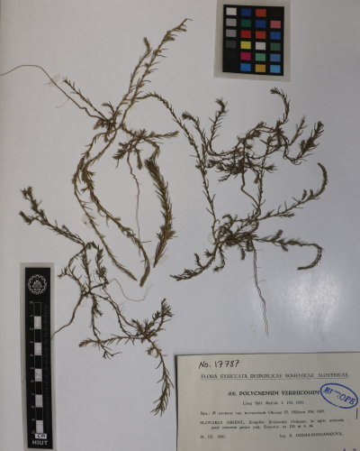 Polycnemum verrucosum