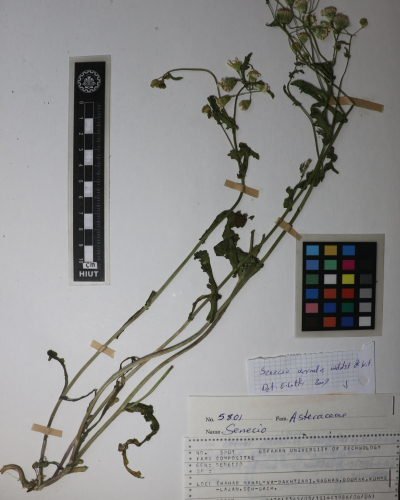 Senecio vernalis