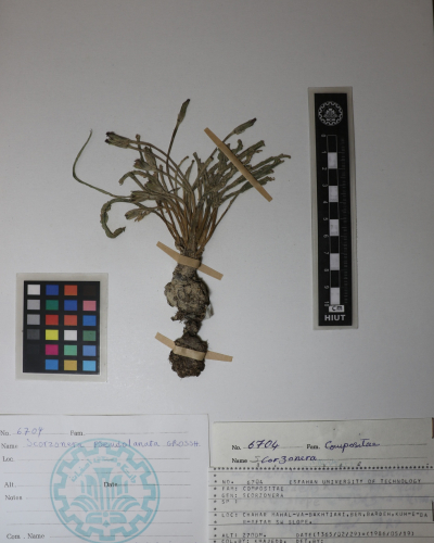 Scorzonera pseudolanata