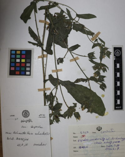 Helminthotheca echioides