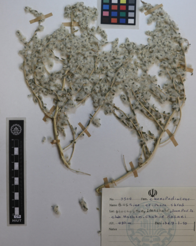 Bassia eriophora
