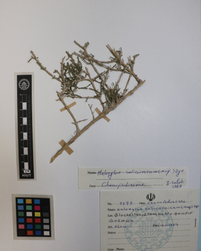Haloxylon