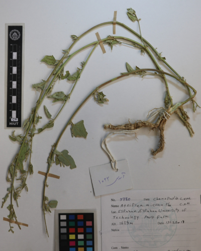 micrantha