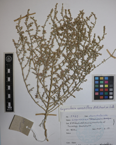 Girgensohnia oppositifolia
