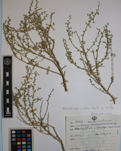 Suaeda vermiculata 