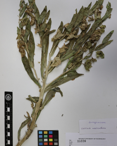 macrathera