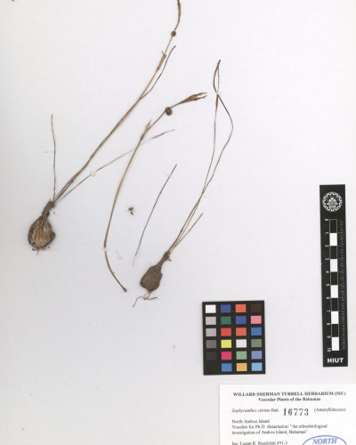 Zephyranthes