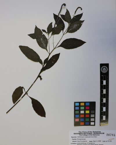 Heliotropium