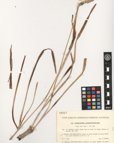 Narcissus angustifolius