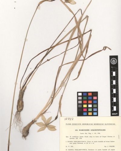 Narcissus angustifolius