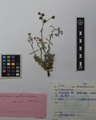 rugulosum
