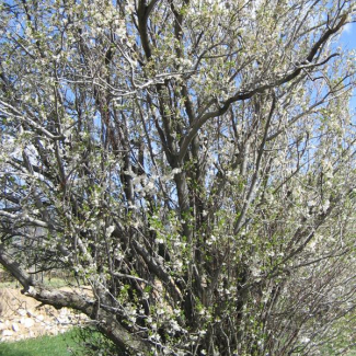 Prunus divaricata subsp. Divaricata - Rosaceae